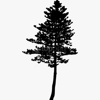 Tree Png Silhouette - Pine Tree Png Silhouette, transparent png download