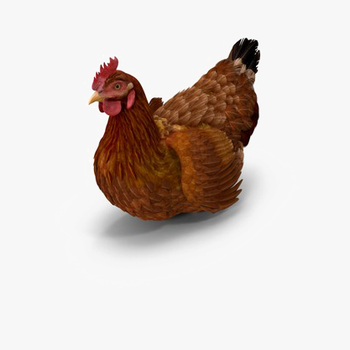 Brown Chicken Png Photo - Rooster, transparent png download