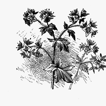 Flower Wildflower Image Digital Download - Flower Illustration Black Png, transparent png download