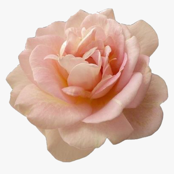Beautiful Pink Rose Flower - Transparent Pink Flower Png, transparent png download