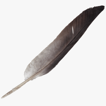 Transparent Tribal Feather Png - Transparent Background Feather Pen Png, transparent png download