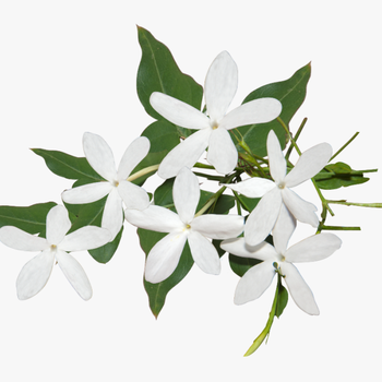 Best Jasmine Flower Png Ideas - Transparent Background Jasmine Flower Png, transparent png download