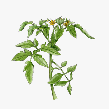 Tomato Plant With Flowers - Tomato Plant Png Transparent, transparent png download