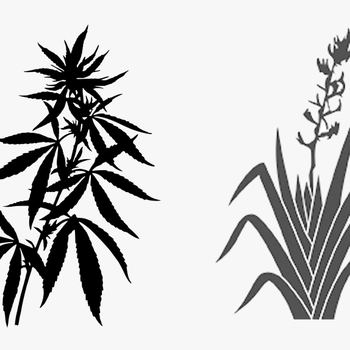 Transparent Weed Plant Png - Cannabis Leaves Transparent Background, transparent png download