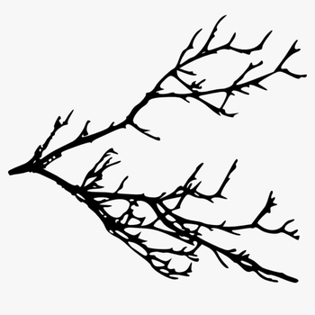 Free Png Tree Branches Silhouette Png Images Transparent - Clip Art Tree Branches, transparent png download