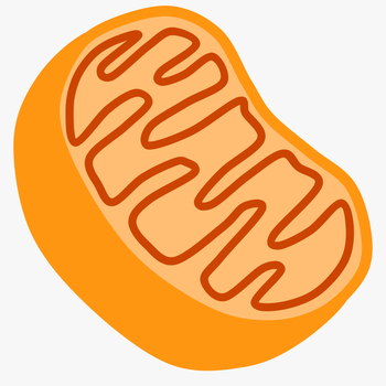 Biology 1 - Mitochondria Clipart, transparent png download