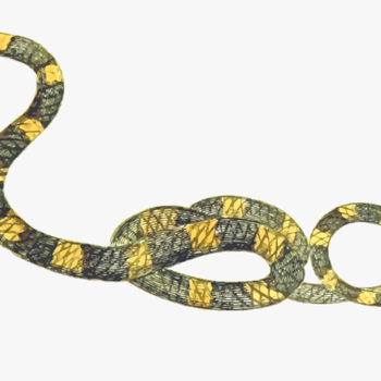 Transparent Reptiles Clipart - Free Clipart Snake, transparent png download