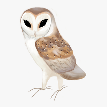Western Barn Owl Tyto Alba - Barn Owl Clipart, transparent png download