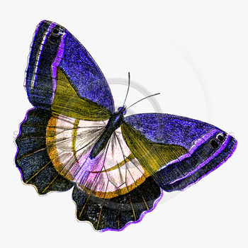 Yellow Butterfly Png , transparent png download