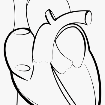 Black &amp; White Line Drawing Of Two Love Heart Shapes - Outline Images Of Human Heart, transparent png download