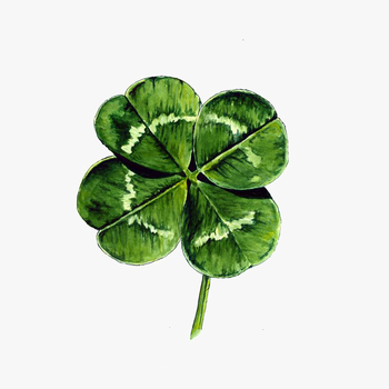White Clover Four-leaf Clover Watercolor Painting Drawing - Four Leaf Clover Watercolour, transparent png download